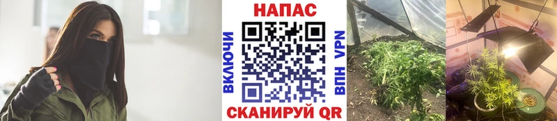 Купить где Питкяранта Бошки марихуана SATIVA & INDICA